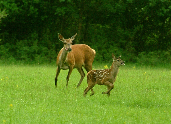 PASSIONE PER IL CERVO